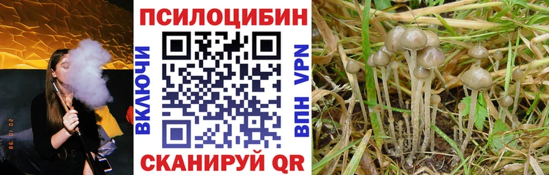 купить наркотик  Вуктыл  Псилоцибиновые грибы Psilocybe 